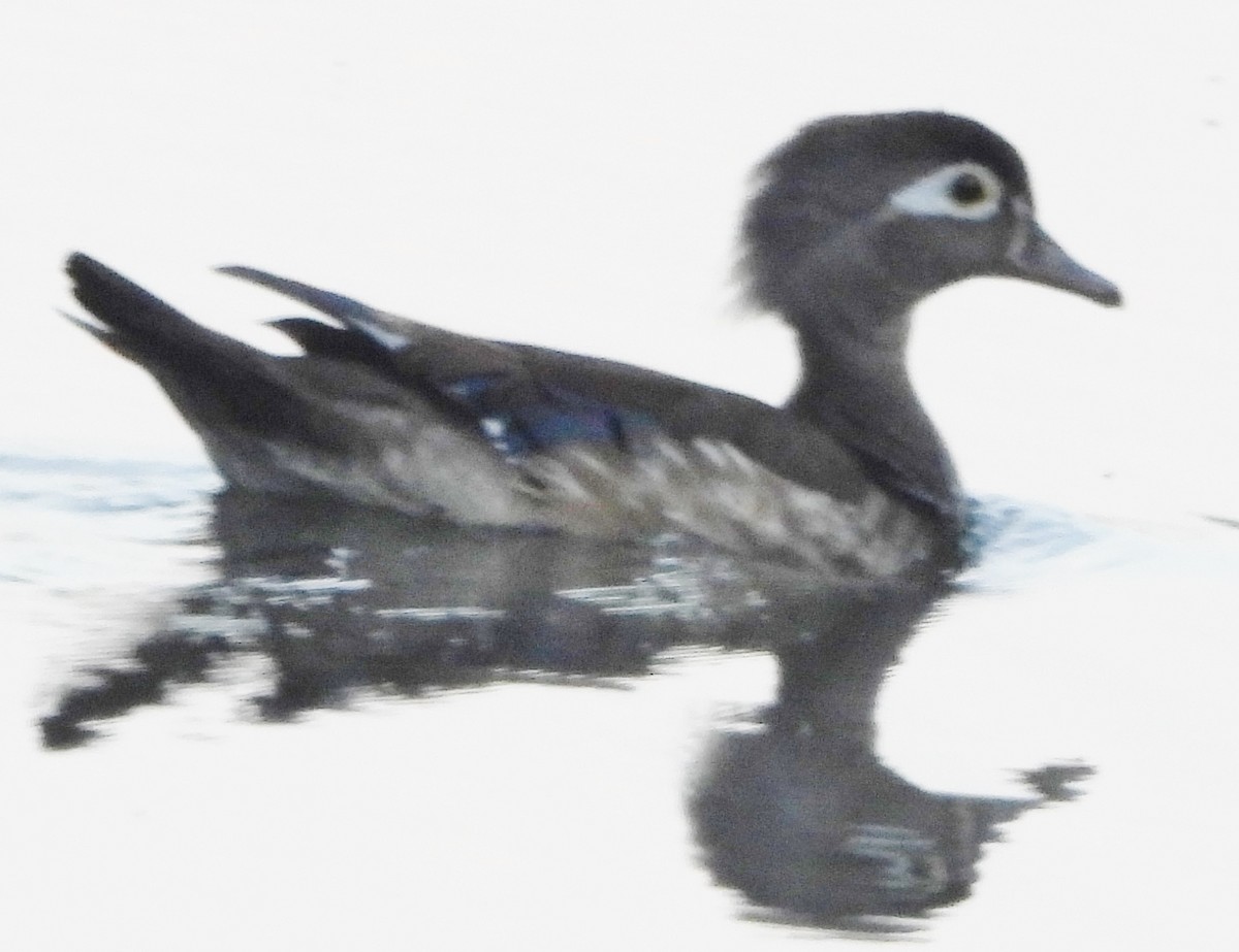 Wood Duck - ML620417178