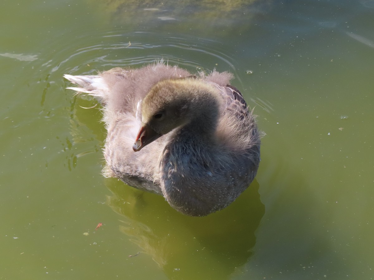 Graylag Goose - Fritz Leip