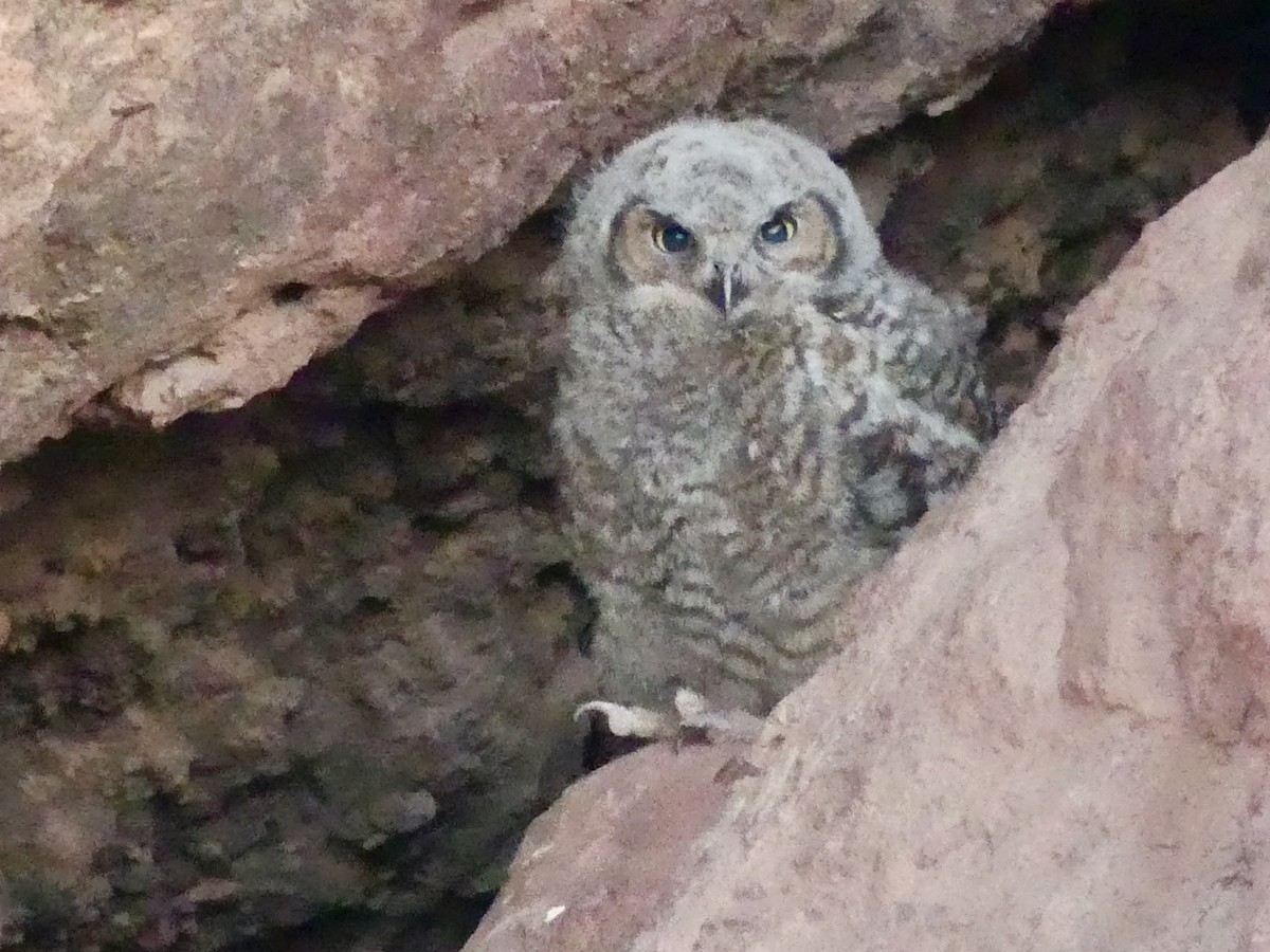 Great Horned Owl - ML620417186
