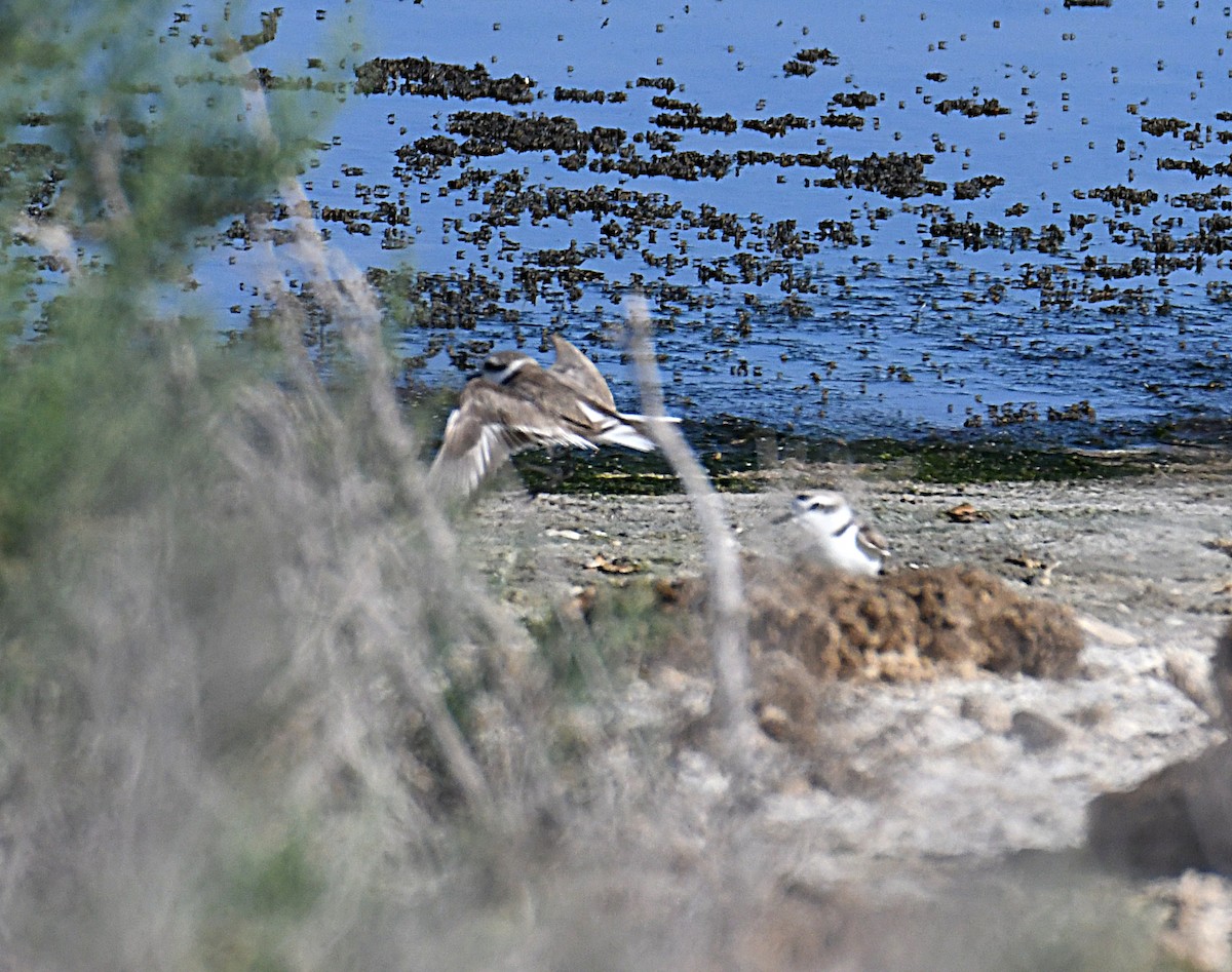 Snowy Plover - ML620417193