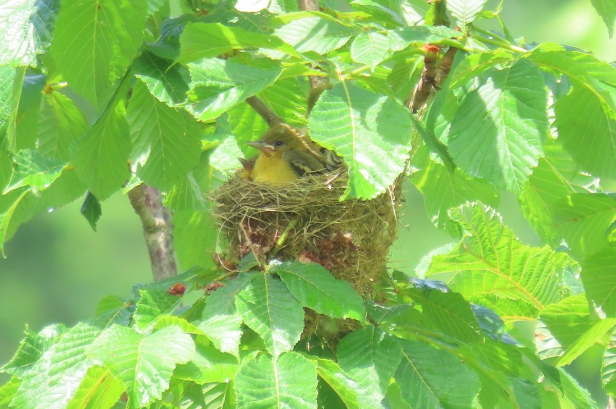 Orchard Oriole - ML620417214