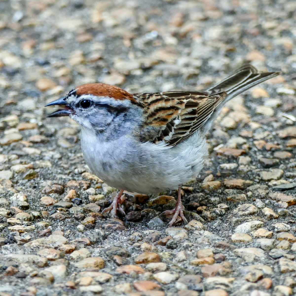 Chipping Sparrow - ML620417218