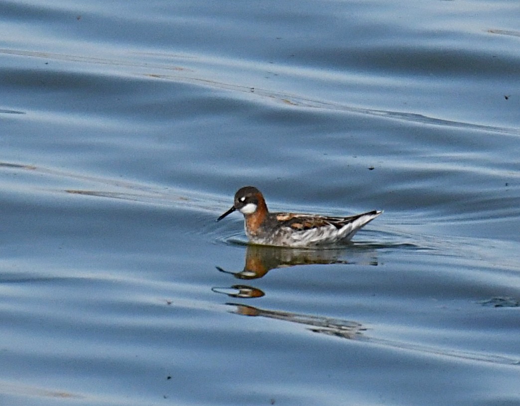 Red-necked Phalarope - ML620417222