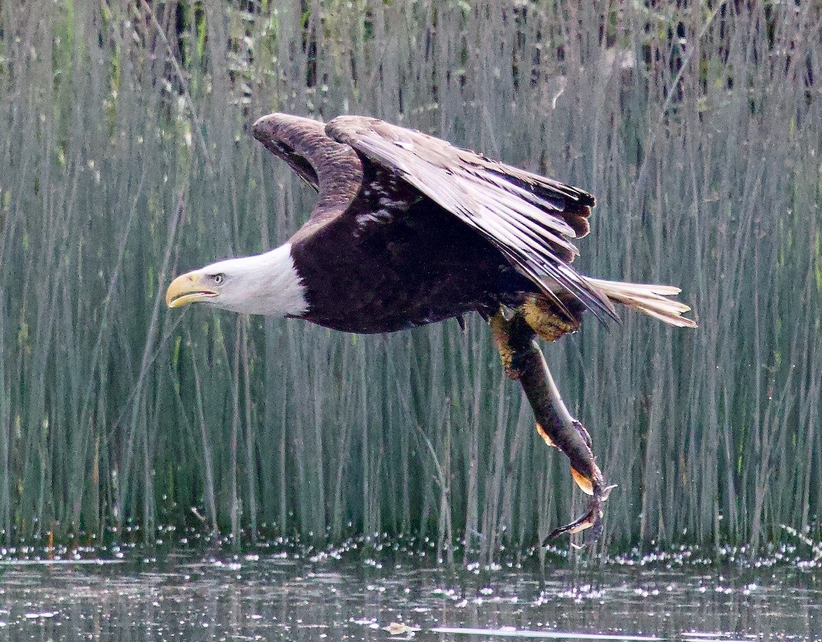 Bald Eagle - ML620417238