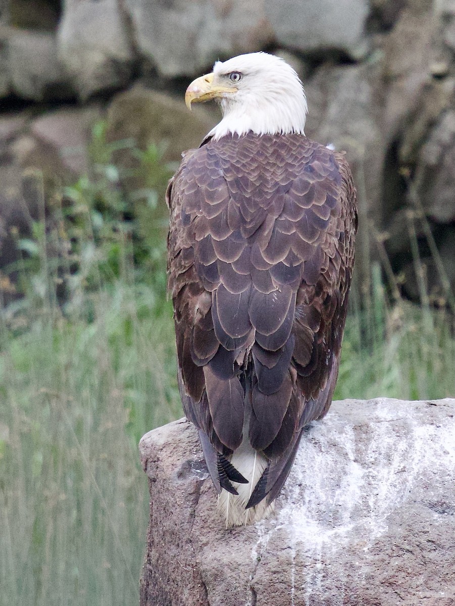 Bald Eagle - ML620417240