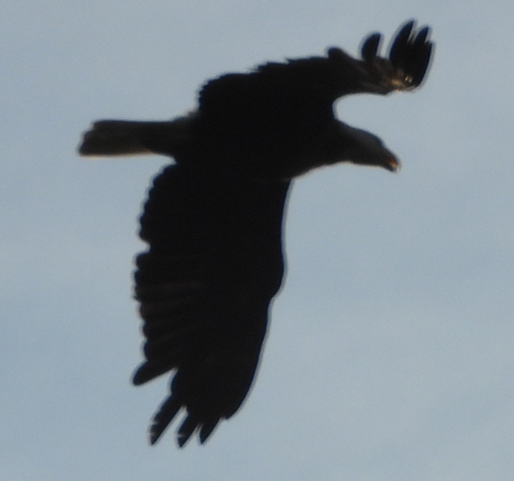 American Crow - ML620417241