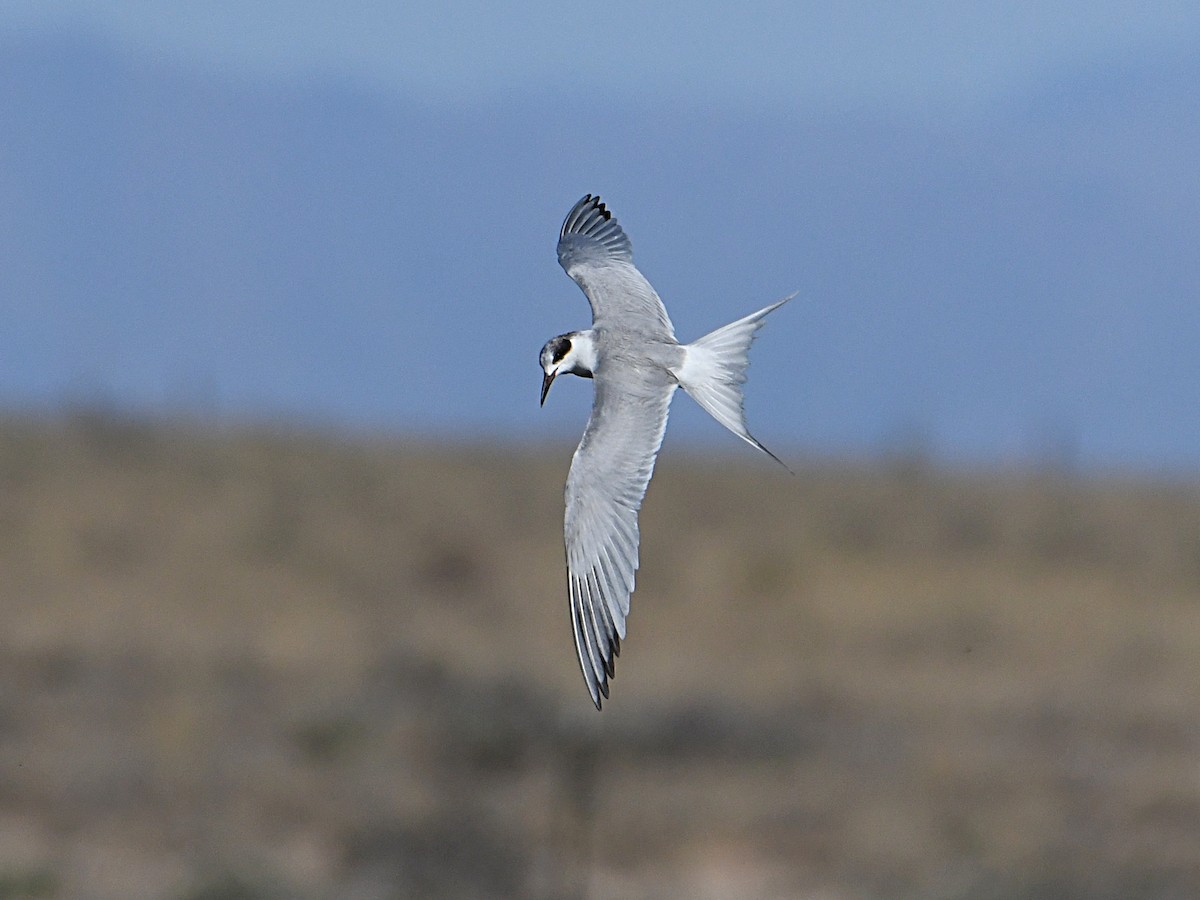 Forster's Tern - ML620417242