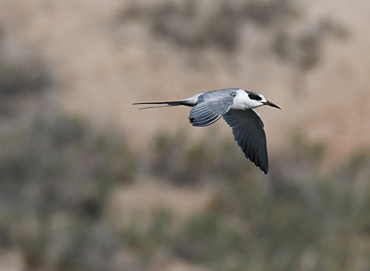 Forster's Tern - ML620417243