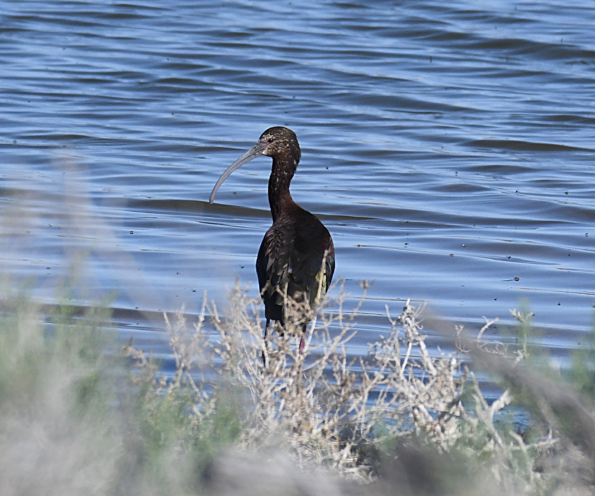 White-faced Ibis - ML620417251