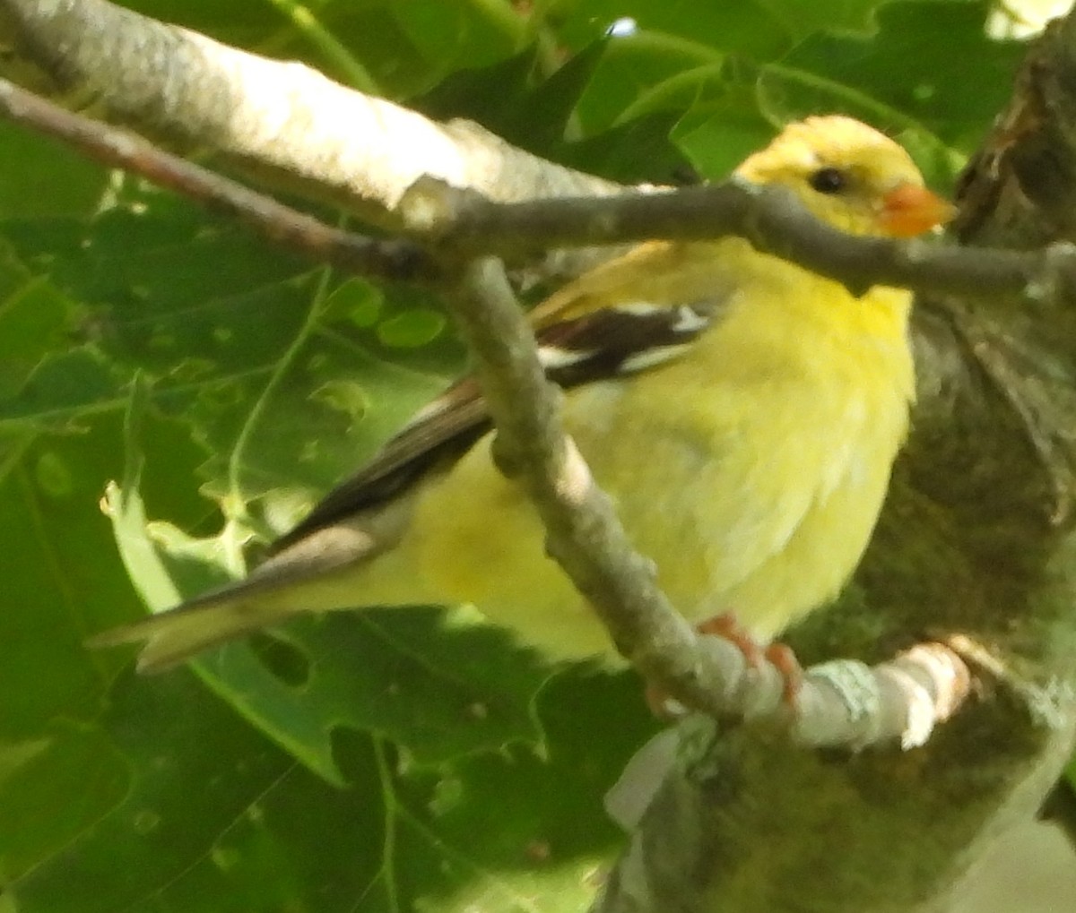 American Goldfinch - ML620417265