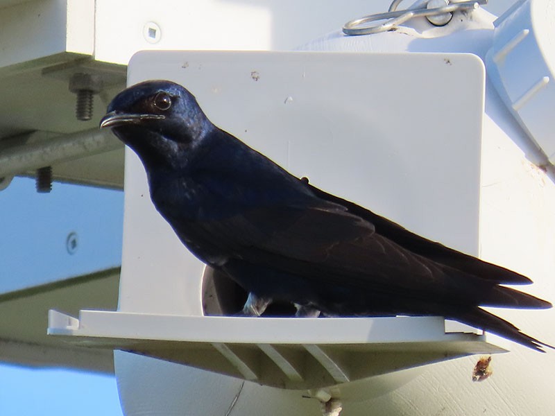 Purple Martin - ML620417276