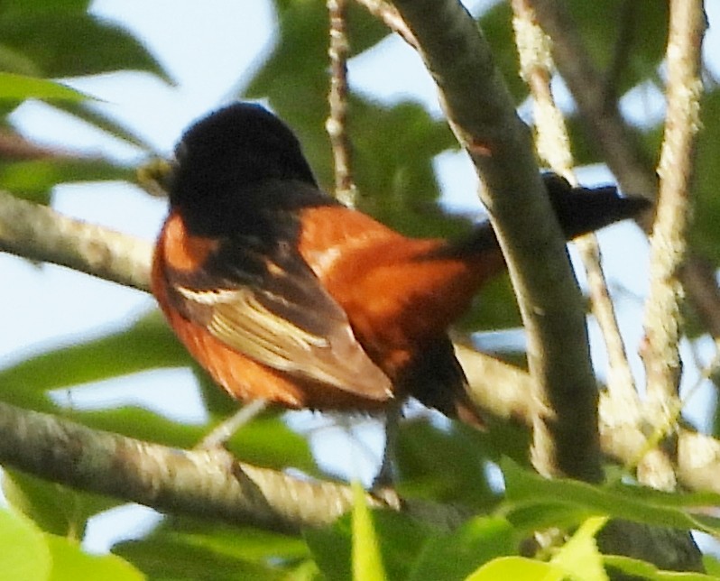 Orchard Oriole - ML620417289
