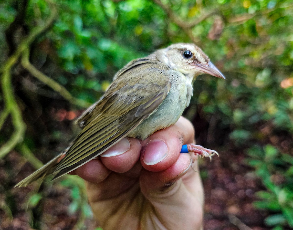 Swainson's Warbler - ML620417290