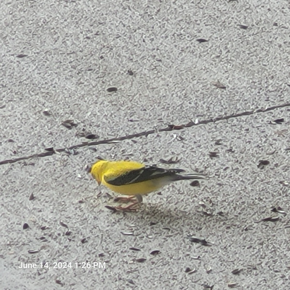 American Goldfinch - ML620417294