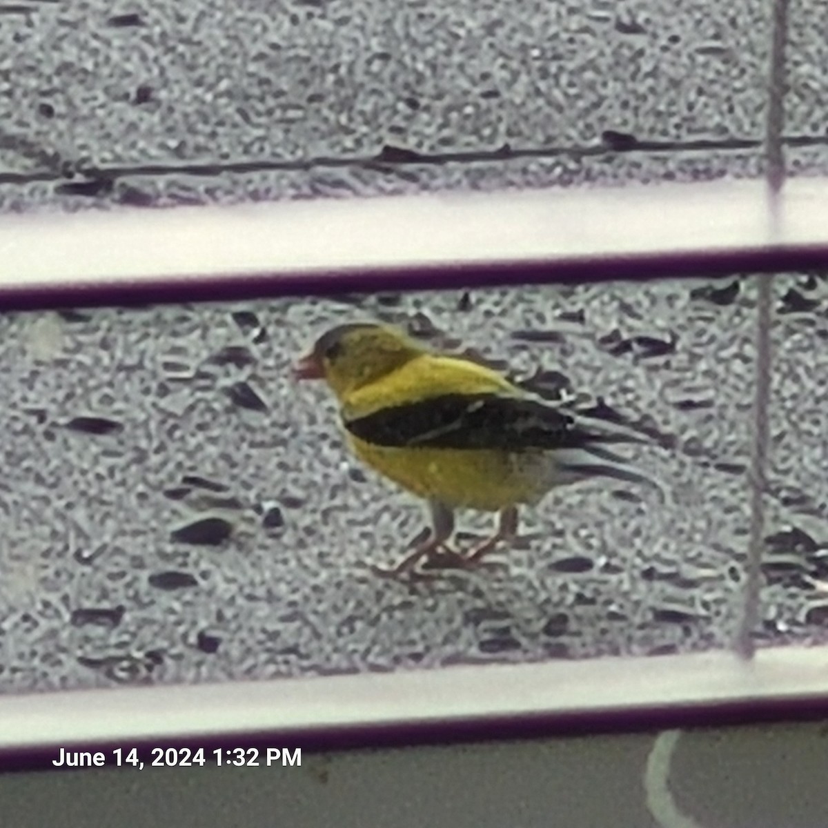 American Goldfinch - ML620417297