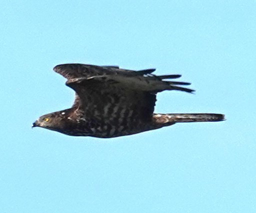 European Honey-buzzard - ML620417309