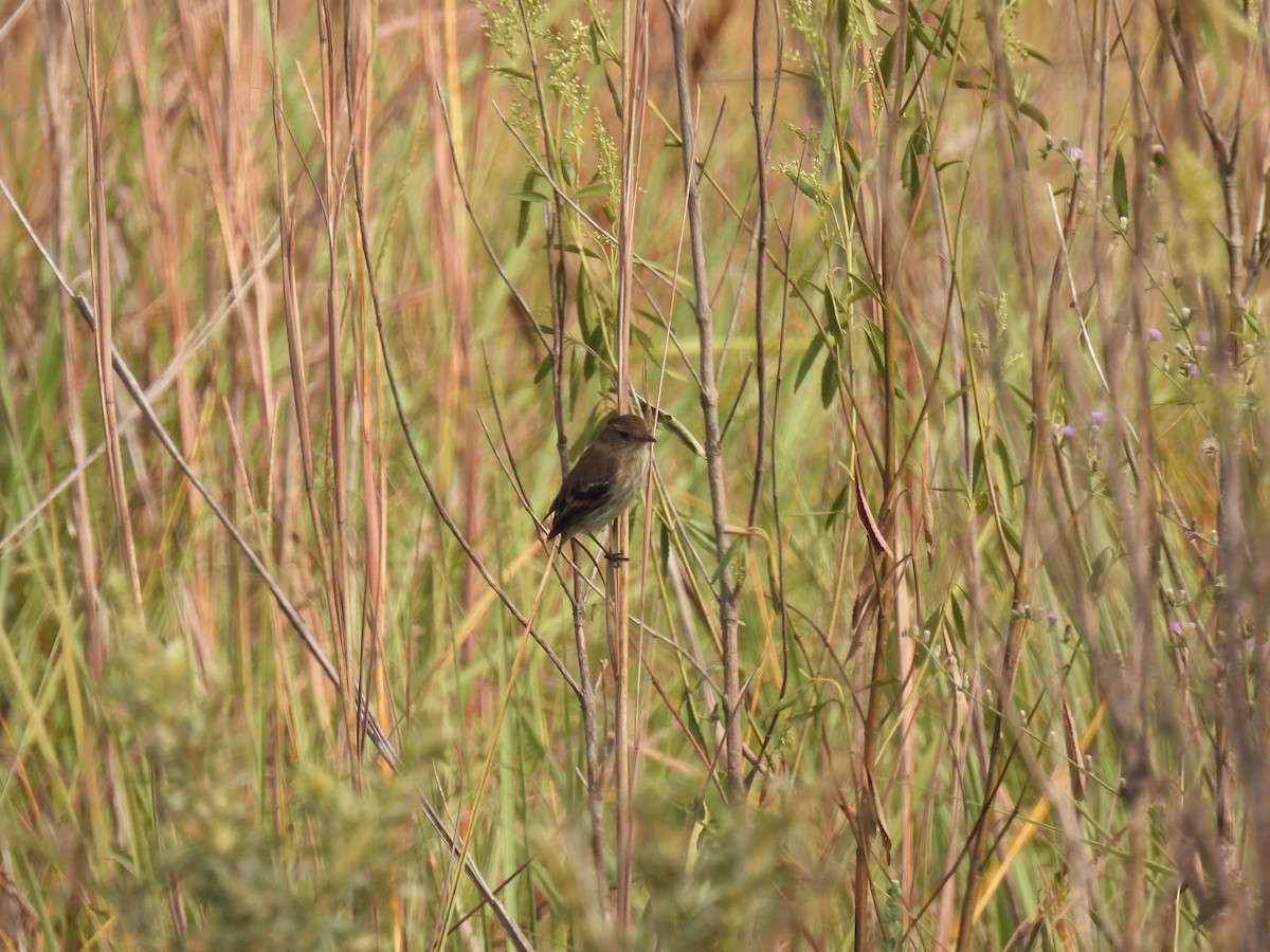 Euler's Flycatcher - ML620417311