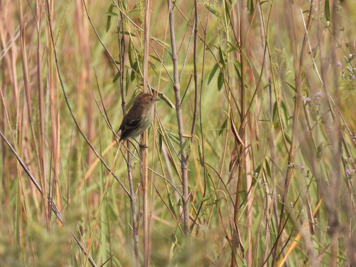 Euler's Flycatcher - ML620417313