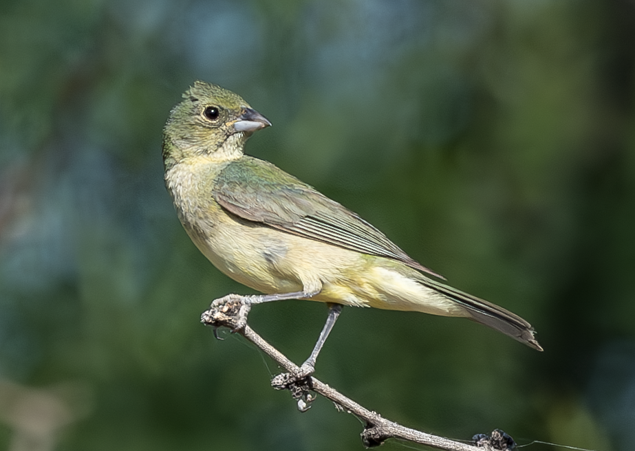 Painted Bunting - ML620417318