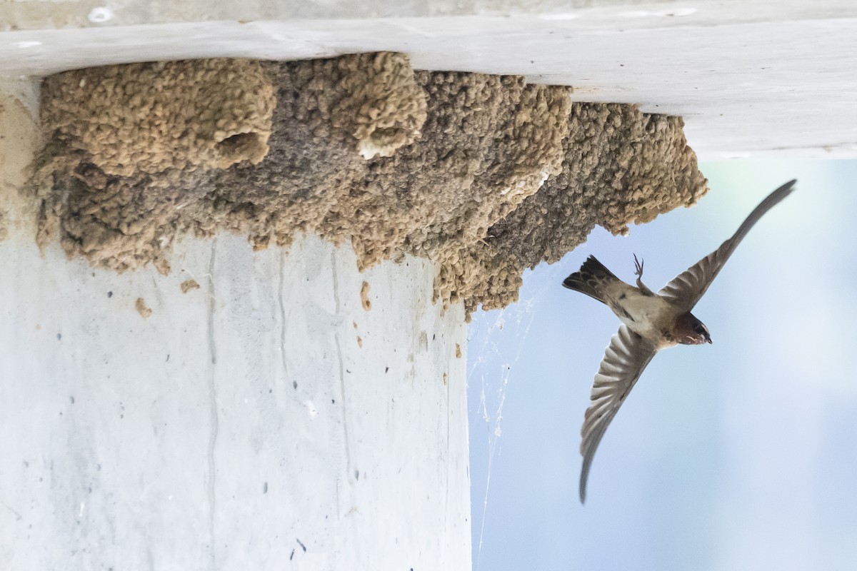 Cliff Swallow - ML620417320