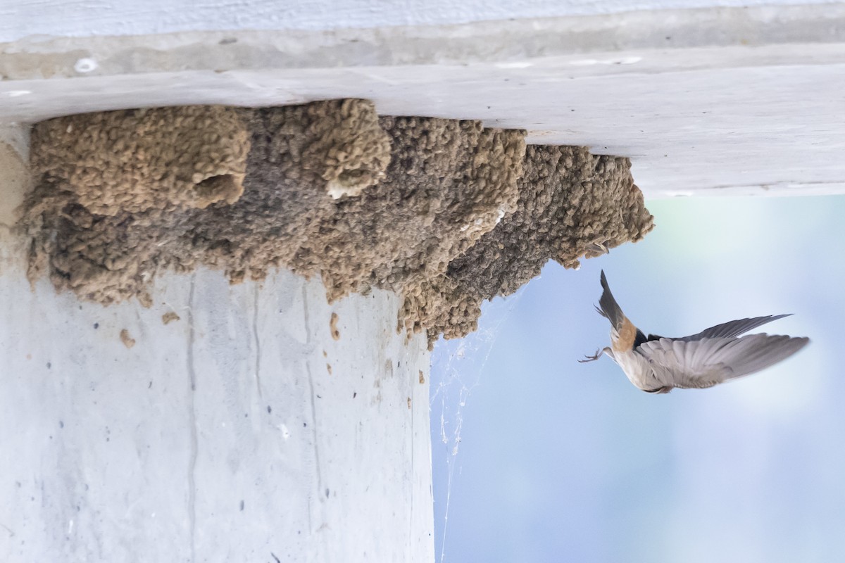 Cliff Swallow - ML620417321