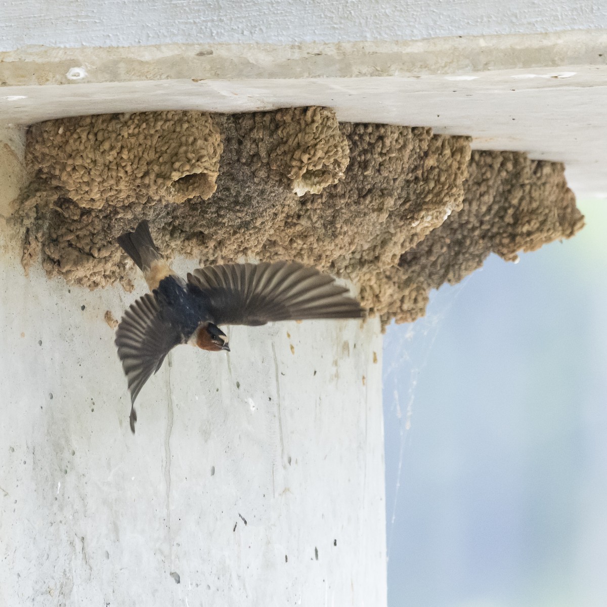 Cliff Swallow - ML620417324