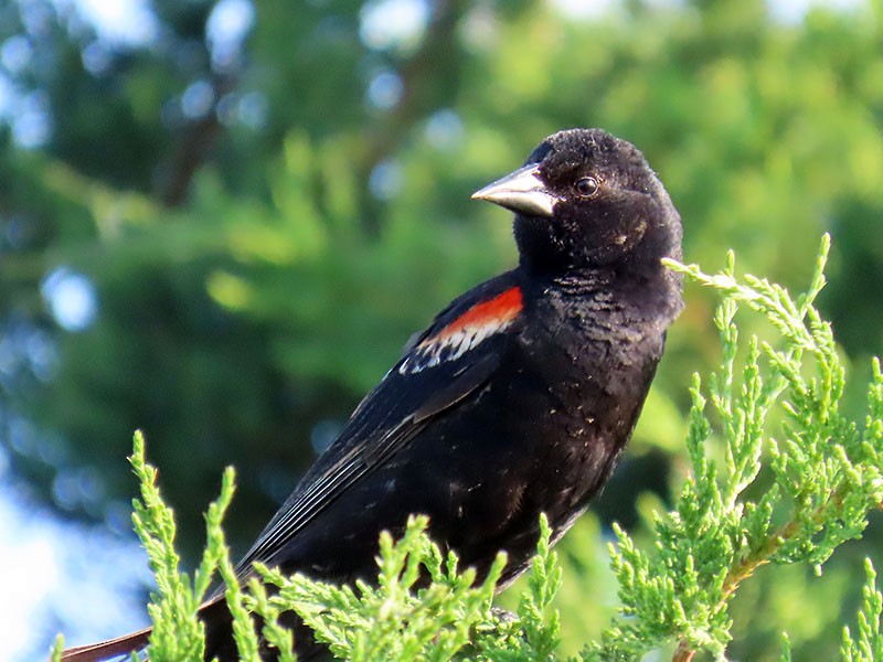 Red-winged Blackbird - ML620417334