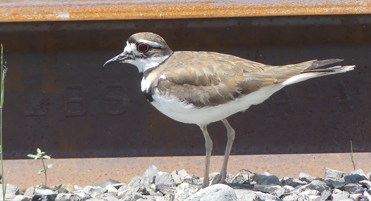 Killdeer - ML620417336