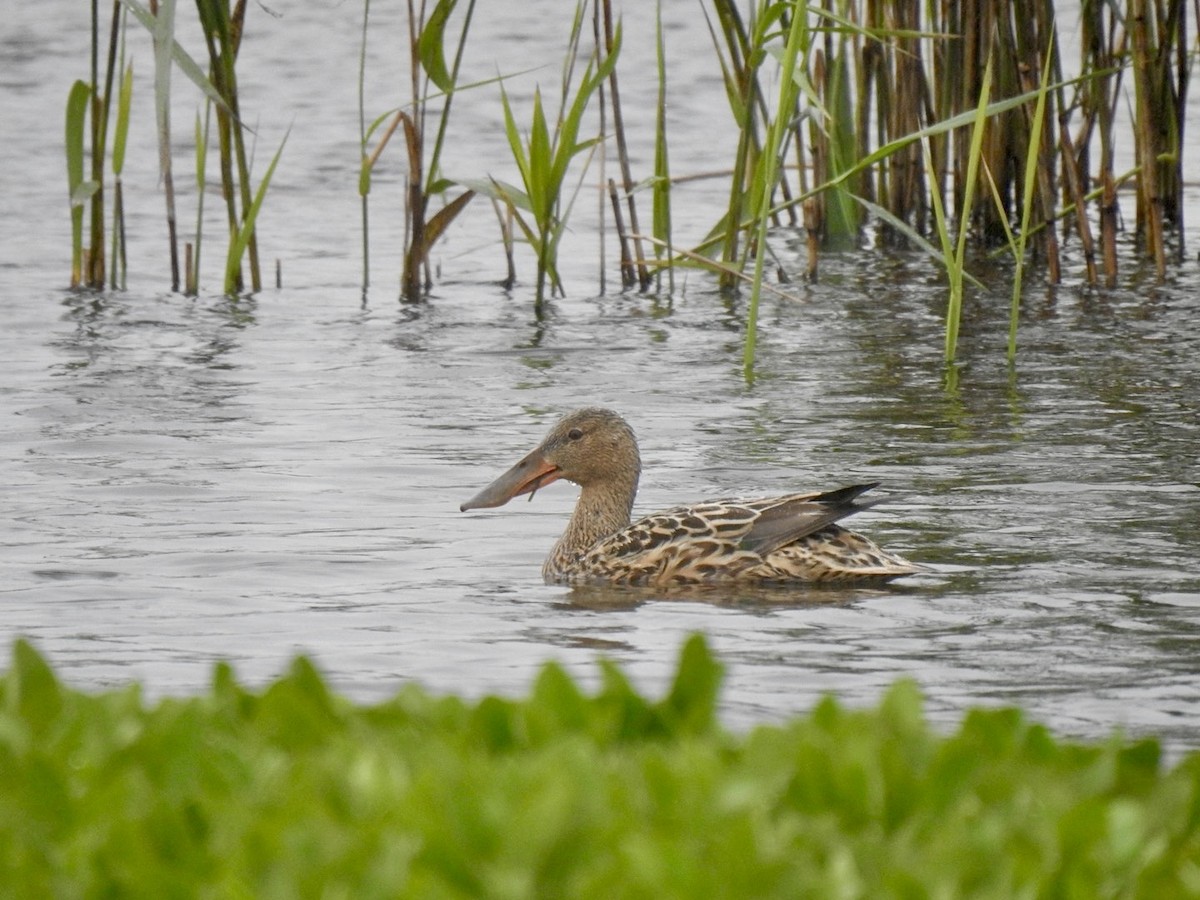 Canard souchet - ML620417337