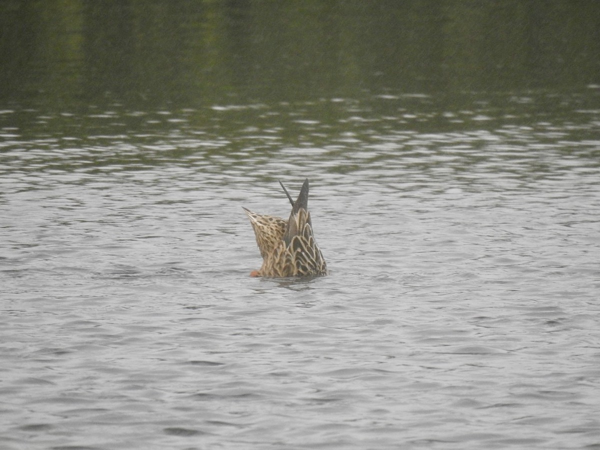 Northern Shoveler - ML620417338