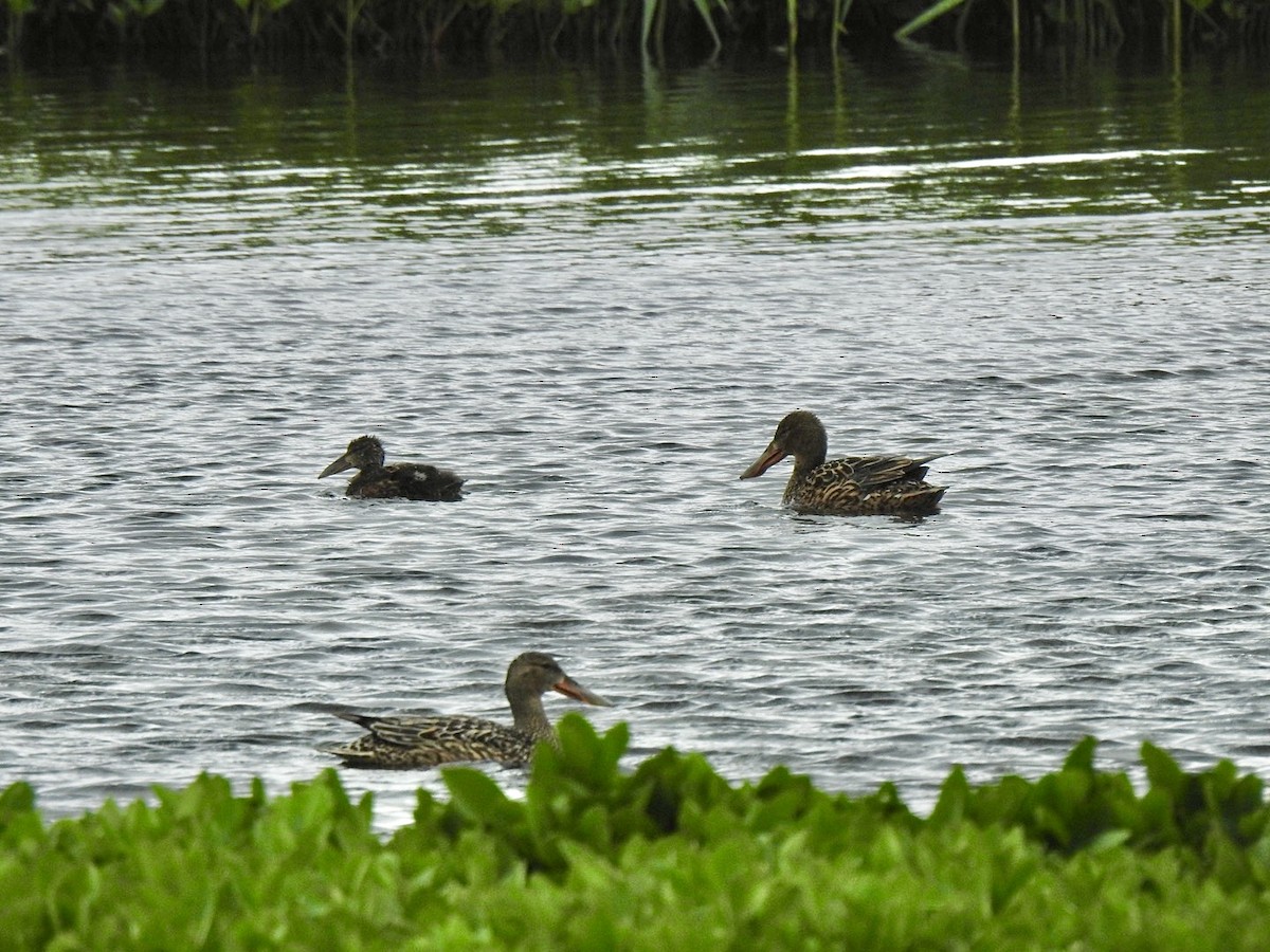 Canard souchet - ML620417339