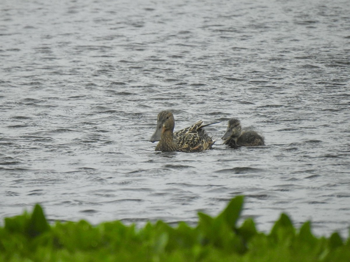 Northern Shoveler - ML620417340