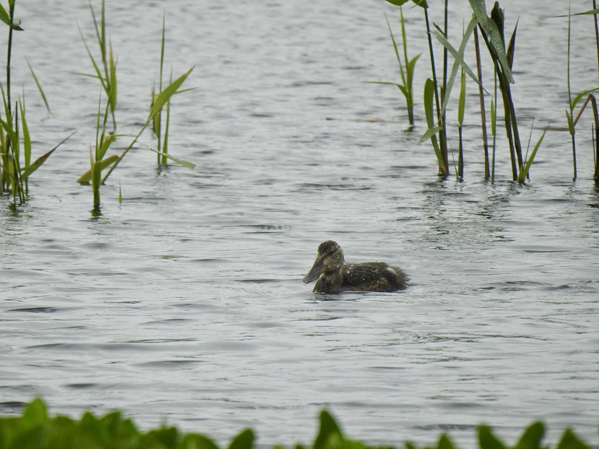 Northern Shoveler - ML620417341