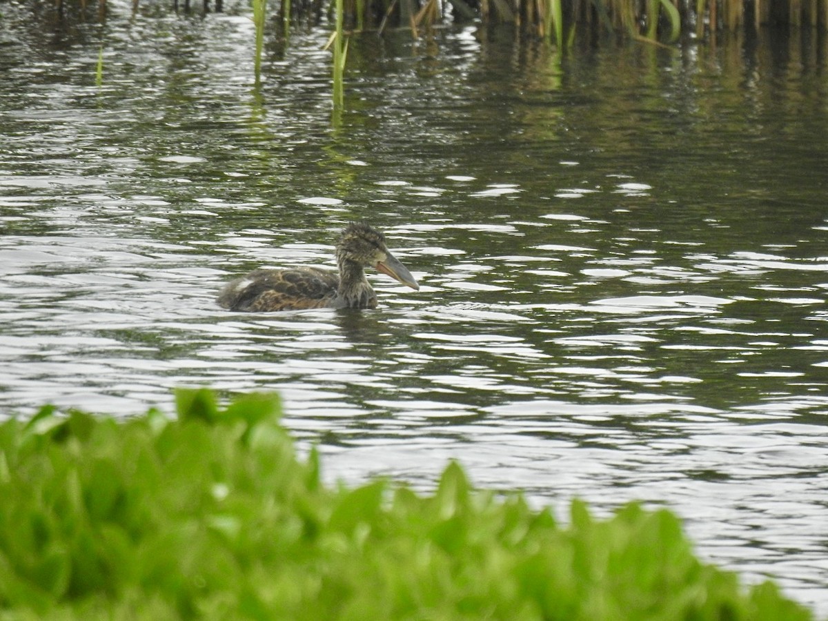 Canard souchet - ML620417342