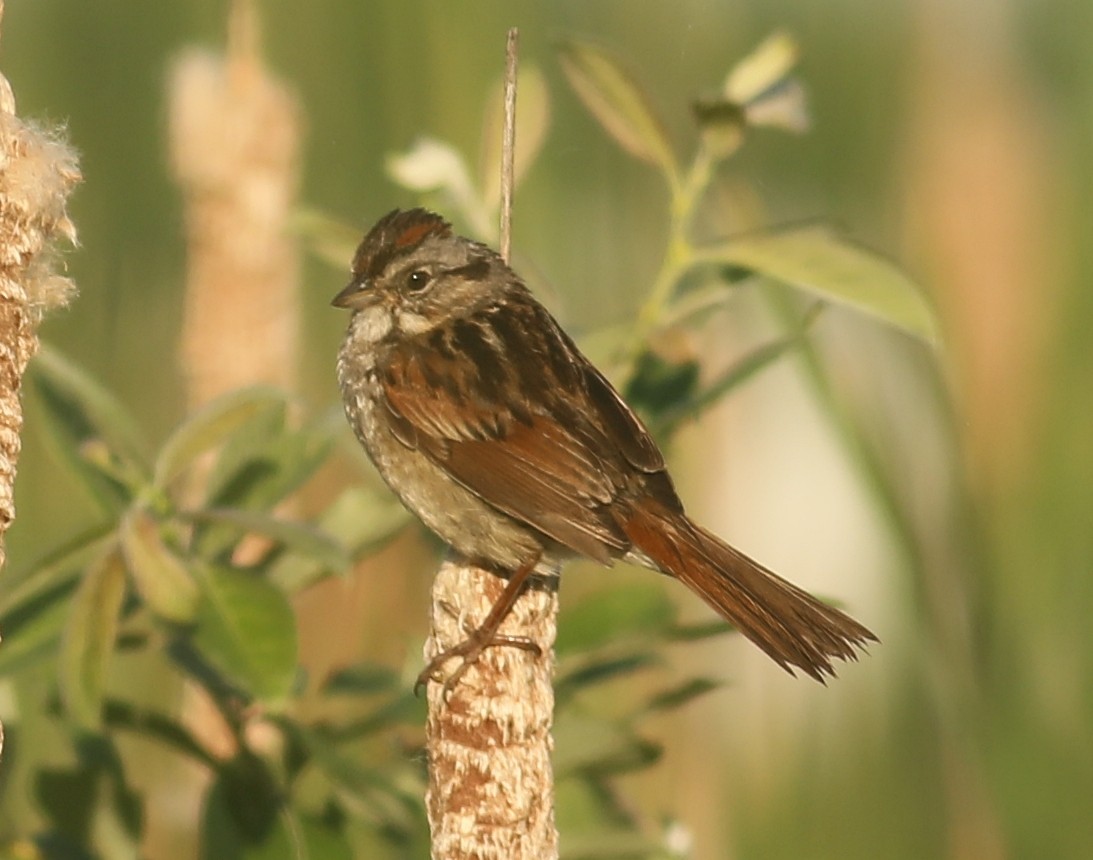 Swamp Sparrow - ML620417348