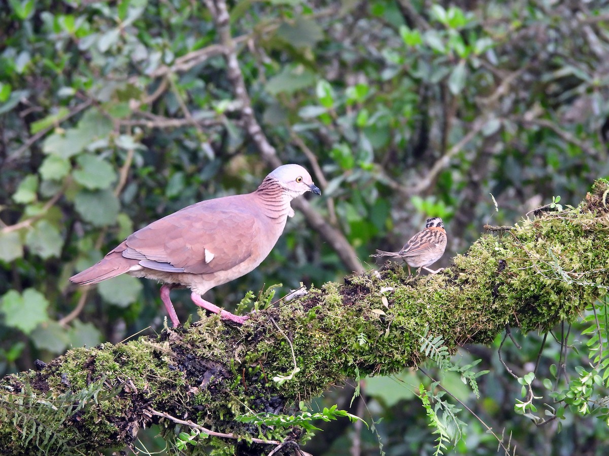 White-throated Quail-Dove - ML620417349