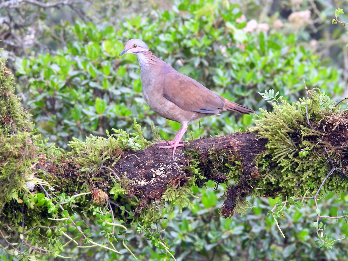 White-throated Quail-Dove - ML620417351