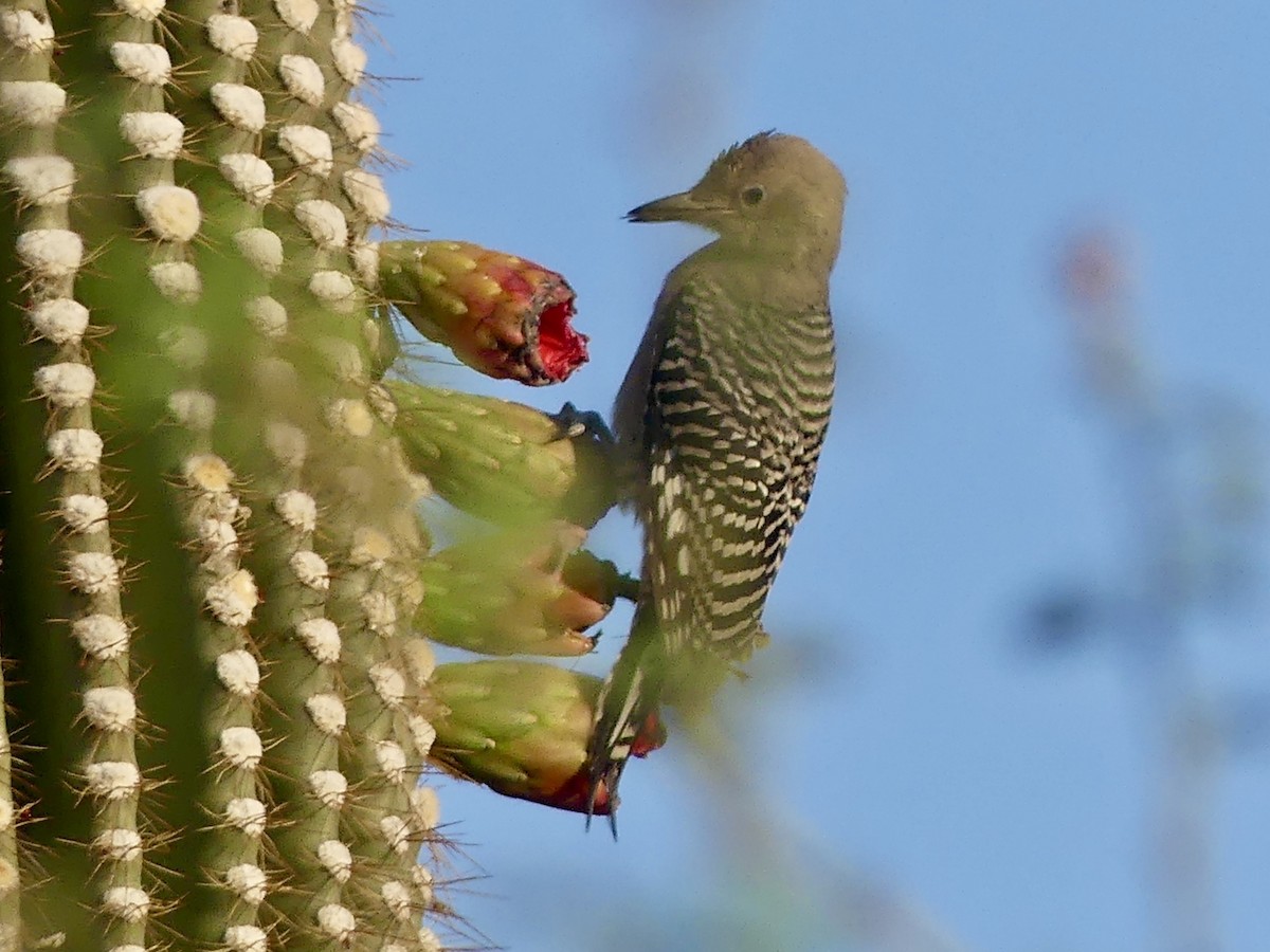 Gila Woodpecker - ML620417359