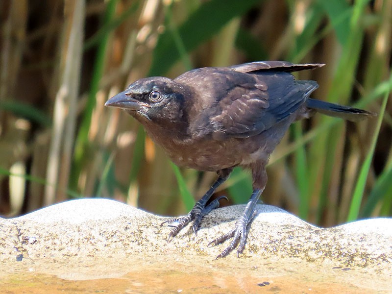 Boat-tailed Grackle - ML620417361