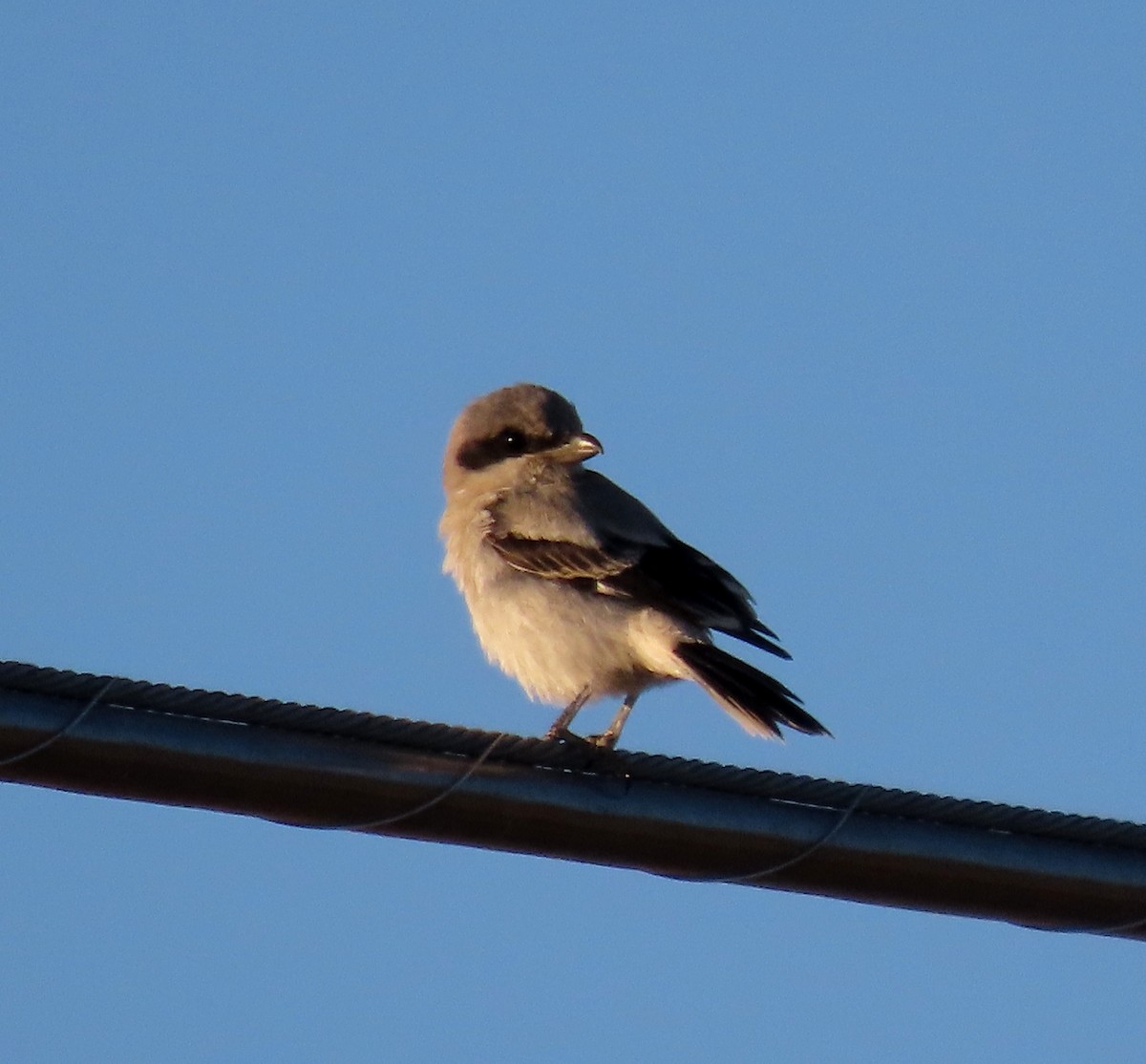 Loggerhead Shrike - ML620417368