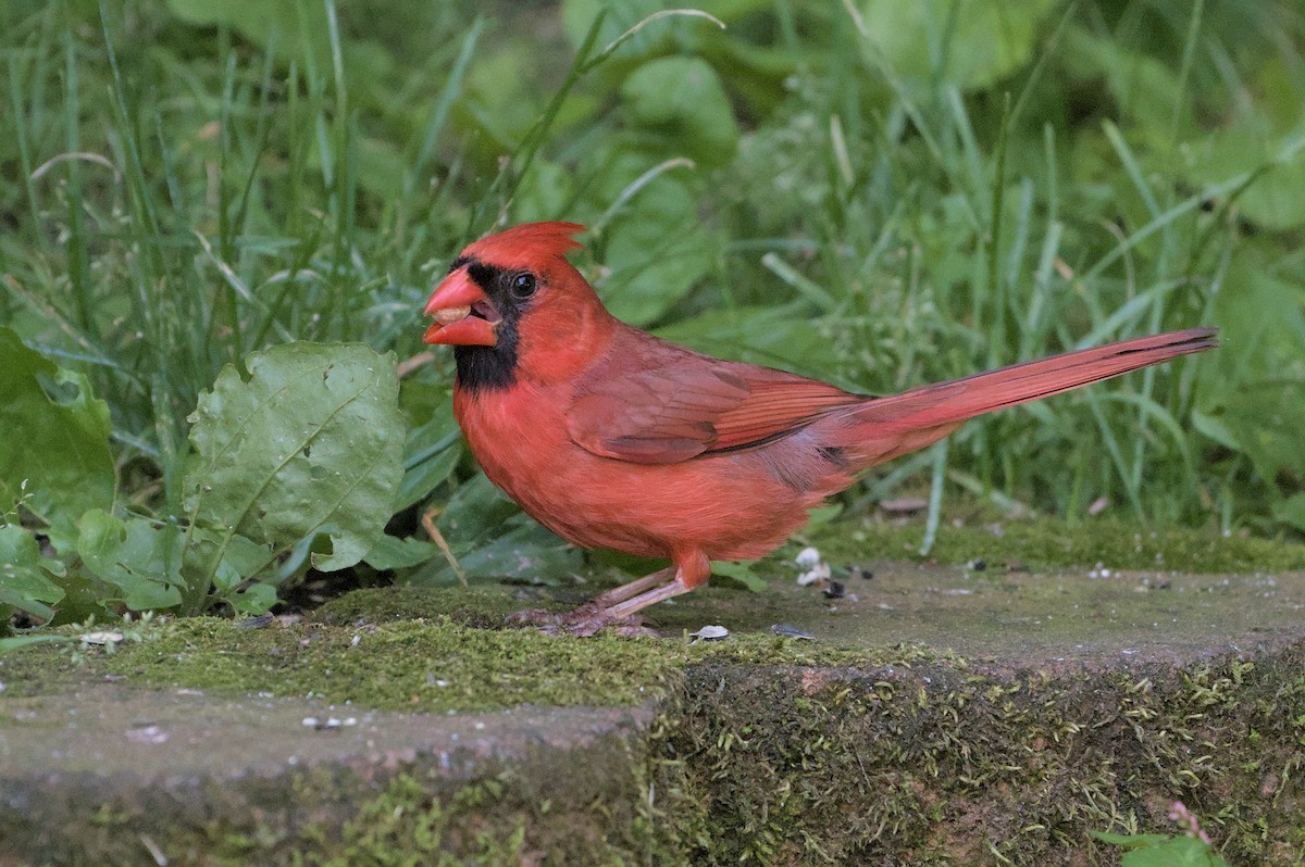 Cardinal rouge - ML620417386