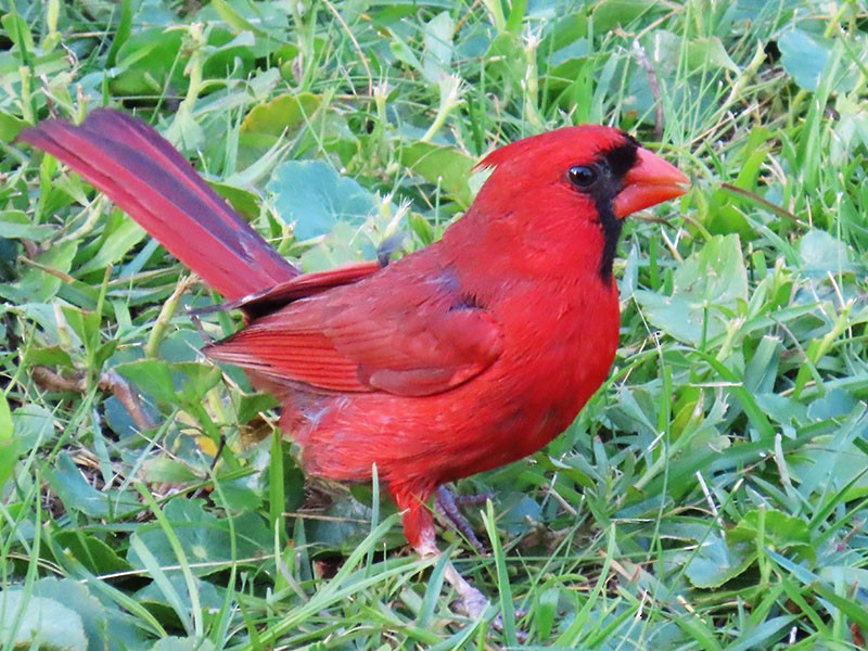 Cardinal rouge - ML620417387