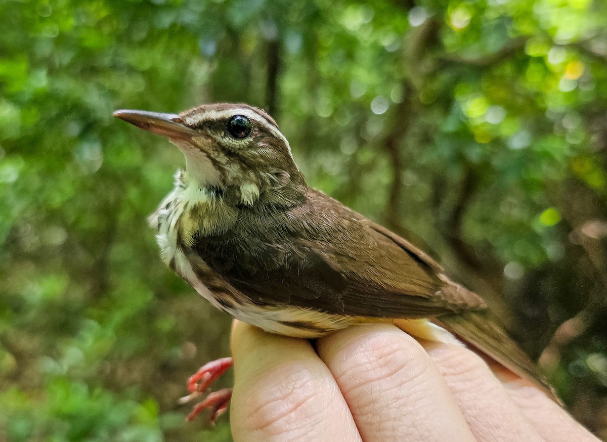 Louisiana Waterthrush - ML620417396