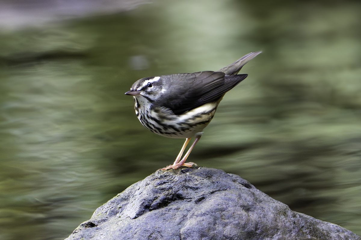 Louisiana Waterthrush - ML620417399