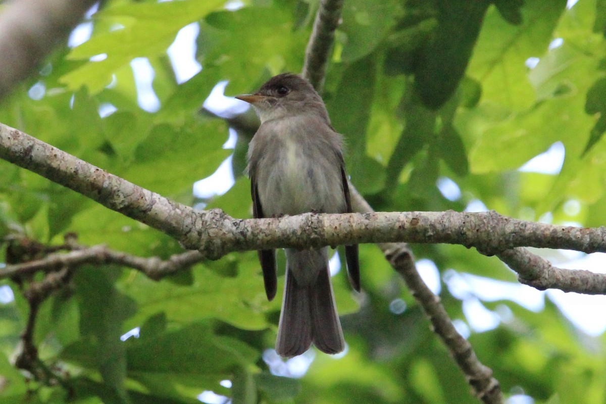 Eastern Wood-Pewee - ML620417406