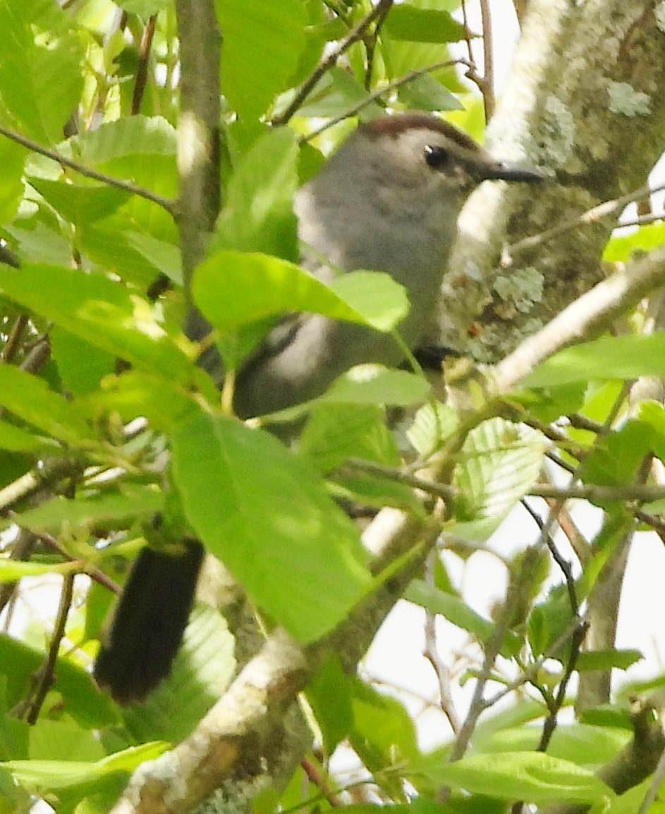 Gray Catbird - alan murray