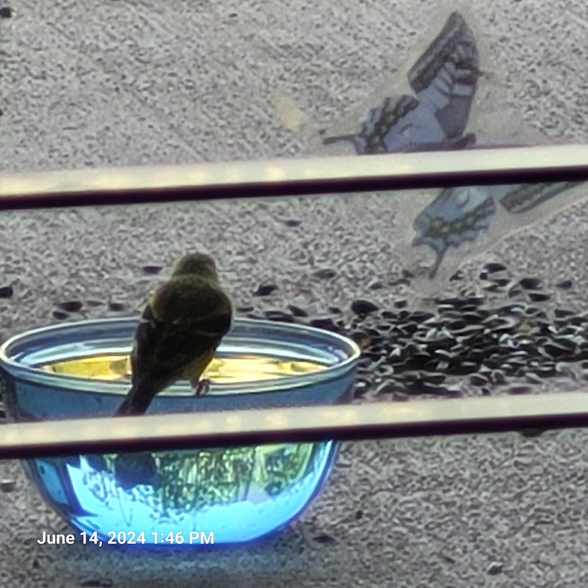 American Goldfinch - ML620417411