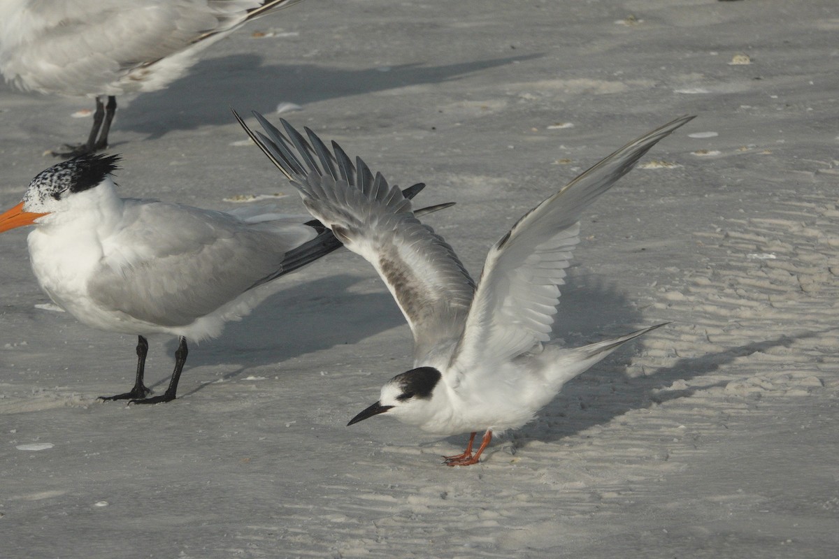 Common Tern - ML620417412