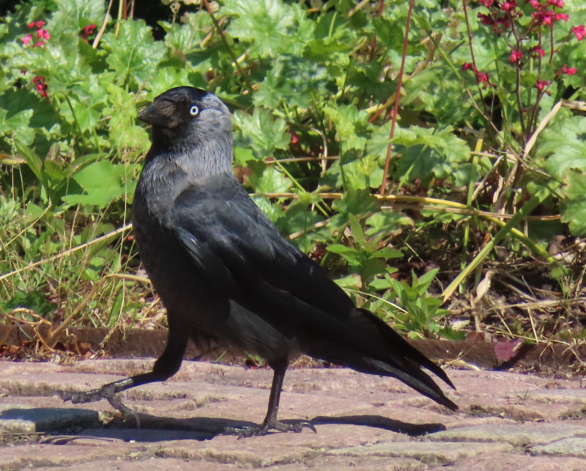 Eurasian Jackdaw - ML620417413