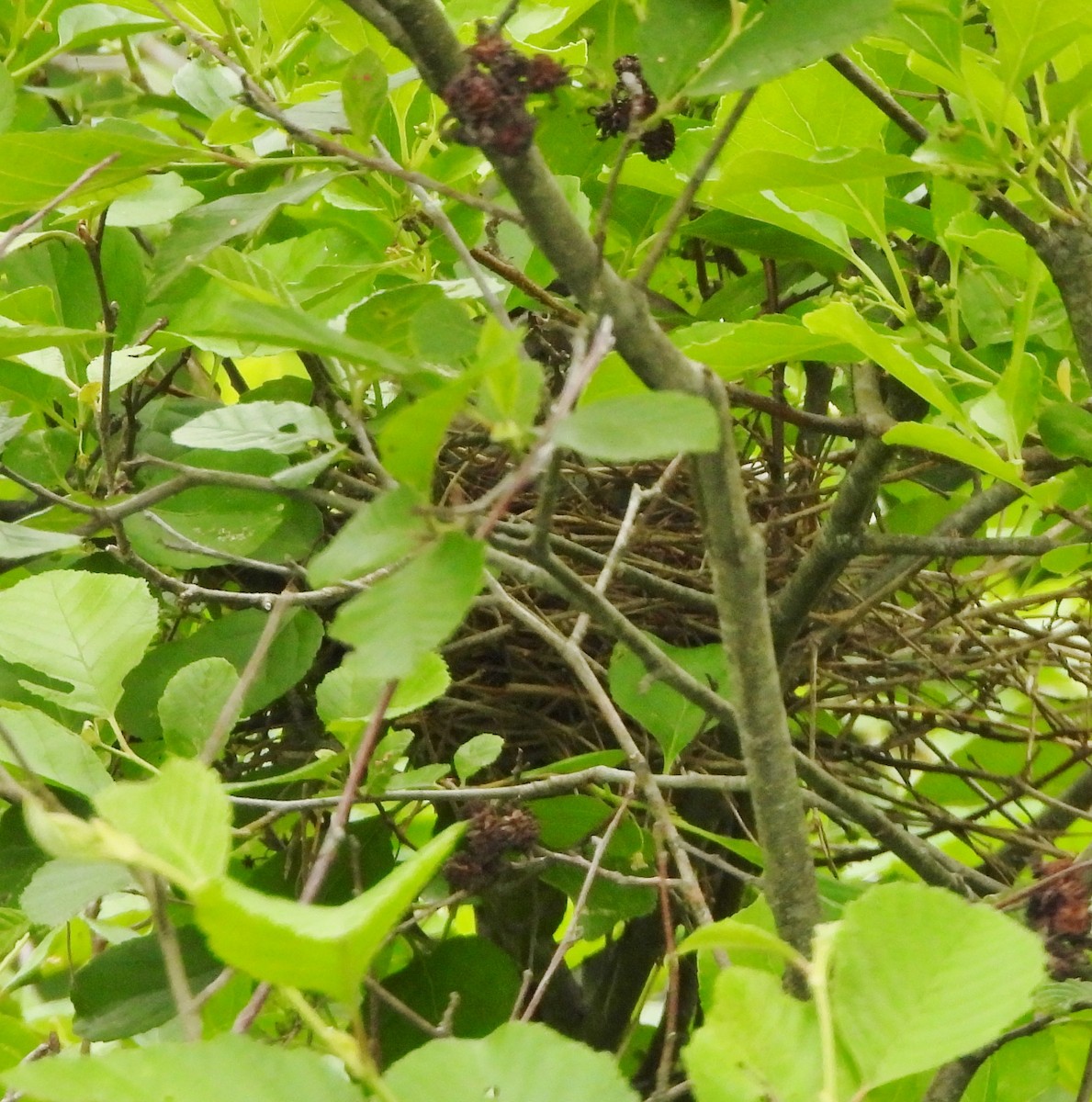 Rose-breasted Grosbeak - ML620417416